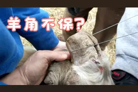 山羊总喜欢撞人，主人用奇葩方法治它，羊角不保咯？视频封面