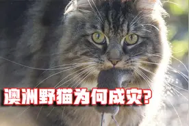 野猫成灾：为啥猫咪在澳洲成了入侵物种？猫给澳洲带来了哪些灾难视频封面