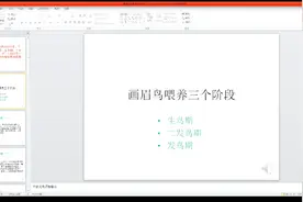 新手怎样训练画眉鸟？注意这三个阶段的这些细节，很重要视频封面