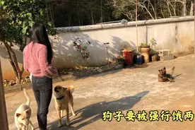 养狗也有不少烦恼，阿钗要出趟远门，家里6只狗子无人看管视频封面