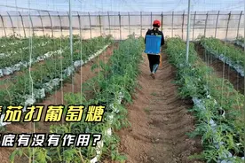 番茄打葡萄糖到底有没有作用？亲自试过才知道，你用过吗视频封面