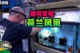 如何繁殖荷兰凤凰视频封面