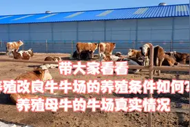 西门塔尔改良牛养殖场应该具备哪些条件？养殖母牛的牛场真实情况视频封面