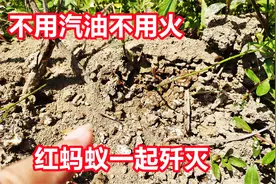 消灭红蚂蚁有技巧，不用汽油不用药，方法简单便捷效果好视频封面