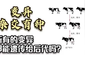 变异是怎么回事？所有变异都能遗传给后代吗？育种的方法有哪些？视频封面