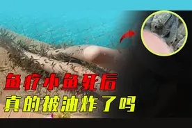 鱼疗小鱼退休后，都去了哪儿，真的进油锅了吗？视频封面