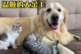温顺的大金毛，陪着两只小猫咪成长！太有爱了视频封面