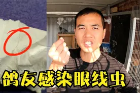 养鸽子的危害：养鸽人被鸽子传染眼线虫，鸽友们一定要注意防范视频封面