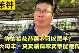鲜的紫花苜蓿不可以喂羊？10只大母羊，只买精料不买草能赚钱不？视频封面