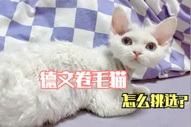 德文卷毛猫怎么区分宠物级、繁育级和赛级？一分钟讲通透视频封面