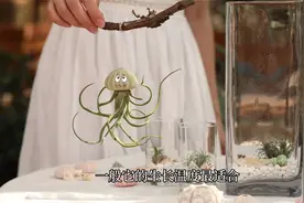 空气凤梨养护相当简单，做到三点你也是高手视频封面