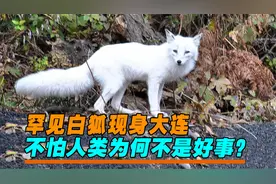罕见白狐现身大连，不怕人让人摸，为何说不是好事？视频封面