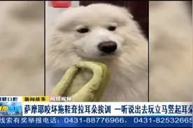 两幅面孔？萨摩耶闯祸后耸拉耳朵挨训，一听出去玩立马竖起耳朵