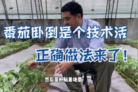 番茄卧倒是个技术活，请不要听网红们瞎说，正确做法来了！视频封面
