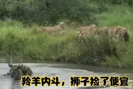 为了交配以及族群的绝对领导权，两头羚羊大打出手，最终便宜狮子视频封面