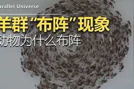 羊群连续多日转圈布阵，原因让人赞叹。视频封面