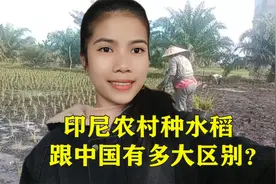 印尼媳妇带大家看看不一样的农村生活，看印尼娘家是怎么种水稻的视频封面