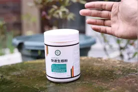 养花如何促进生根？园艺师教你，用快速生根粉，扦插长出大白根视频封面