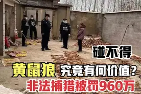 1.2万只黄鼠狼惨遭毒手，江苏23人被罚款960万，它究竟有何价值？视频封面