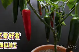 记录辣椒生长的生长周期视频封面