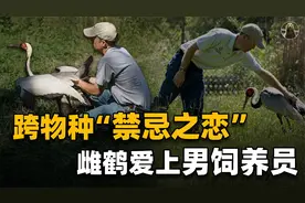 动物居然向人求偶？雌鹤拒绝同类后爱上饲养员，一人一鸟相伴18年视频封面