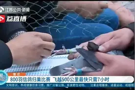800羽信鸽归巢比赛 飞越500公里最快只需7小时视频封面