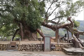 天下第一樟：严田古樟树，树龄1600多年了视频封面