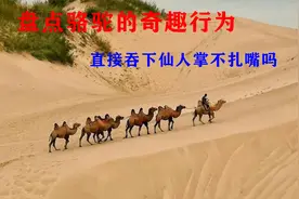 盘点骆驼的奇趣行为，直接吞下带刺的仙人掌不扎嘴吗？看着都疼视频封面