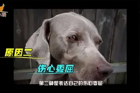 投喂流浪狗，它竟然流泪了，狗流泪代表什么？绝不止情感的因素视频封面