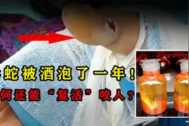 泡在酒里一年的毒蛇“复活”，男子开瓶后被咬身亡，蛇为何没死？视频封面