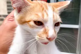 40度高温天气，把热傻了的橘猫拎回家吹空调，兴奋地满地打滚！视频封面