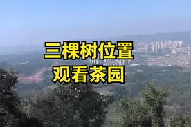 三棵树位置观看茶园，感觉茶园好小哦。视频封面