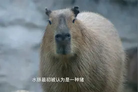动物怪杰：史上最大啮齿动物水豚，它有男人最羡慕的一夫多妻配对视频封面