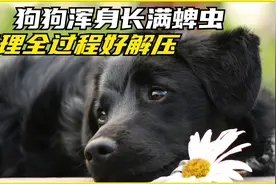 狗狗的身上长满了蜱虫，狗主人帮它清理全过程看完好解压视频封面