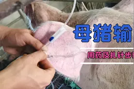 母猪输液的用药及扎针方法，简单粗暴！适合小养户和新手