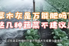 这些蔬菜种植时尽量不用草木灰或要少量使用视频封面