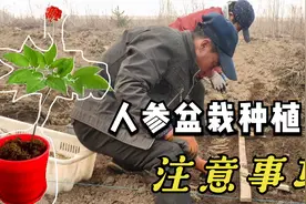 如何种植好人参？了解它的一生，教你更好的种植盆栽视频封面