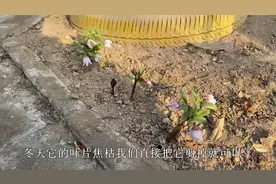 铁筷子大雪覆盖也开花？它虽然耐寒能力强，但是也要有个“限度”视频封面