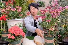 重瓣宫灯长寿花，开花像一个个小“灯笼”，嫁接棒棒糖更漂亮视频封面