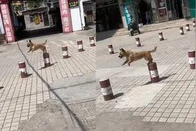 小狗在门口跳桩被抓拍，蹦蹦跳跳拿捏距离超开心：给孩子报个班吧视频封面