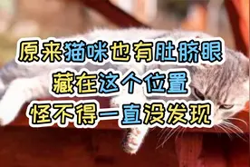 养猫1年多了，竟然没发现猫咪肚脐眼在这里！视频封面
