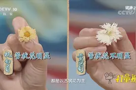 菊花种类多种多样，究竟哪种清肝明目效果好？专家介绍|健康之路视频封面