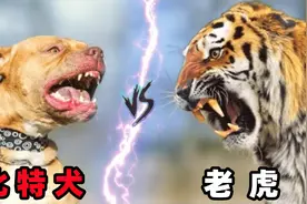 老虎vs比特犬，当猫科二弟遇到犬科三哥，谁会笑到最后呢？视频封面