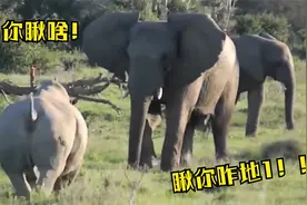 犀牛大象遇一起了，高吨位素食动物打架实录，场面同样惊险刺激视频封面