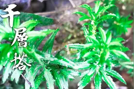 进山帮网友寻找“千层塔”，农村大山里真的有，你曾见过吗？视频封面
