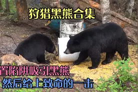 狩猎黑熊合集 放置陷阱吸引黑熊的到来然后给上致命的一击视频封面