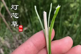 不要小看河边这野草！它就是药铺里卖的“灯芯草”，遇见别不认识视频封面