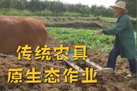 老农民用传统农具耙田，原生态低成本，以后很难拍到真实的画面了视频封面
