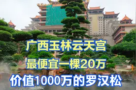 价值1000万的罗汉松，最便宜一棵要20万，玉林云天宫让你大开眼界视频封面