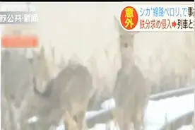 日本：列车与野生鹿相撞，事故数量升至570起，根本原因是啥？视频封面
